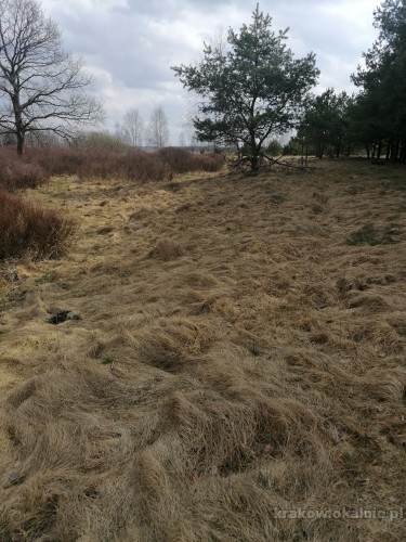 sprzedam-dzialke-budowlana-49815-dzialki-i-grunty.jpg
