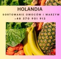 Holandia- praca przy kwiatach/sortowaniu owoców