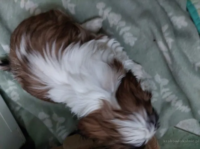 szczeniaczki-shih-tzu-68250-sprzedam.webp