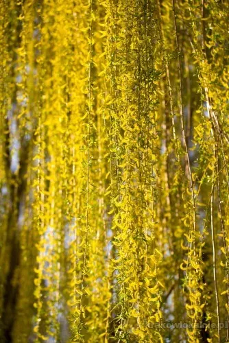 Praca w zieleni - Ogrodnik- Praca w Holandii
